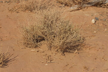 desert plant