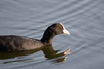 Close-up of a Eurasian Coot or common coot Swimming on a Lake