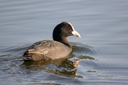 Close-up of a Eurasian Coot or common coot Swimming on a Lake