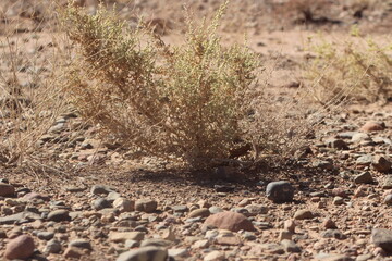desert plant