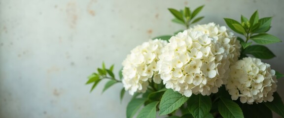 White hydrangea inflorescences, green and white palette, symbol of tenderness, spring, and wedding greetings, background image for postcards and web banners, with space for text