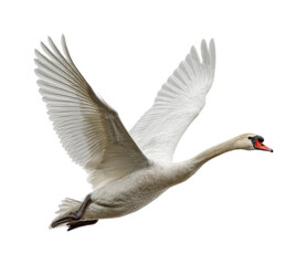 Majestic swan in flight over serene water animal nature scene isolated on transparent background, png