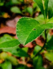 rain drops on leaf
