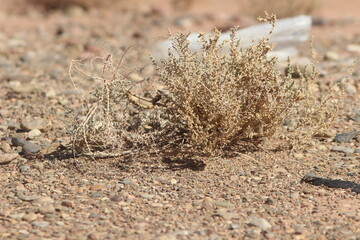 desert plant
