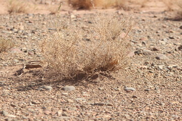 desert plant