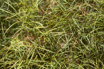 Foliage of a sulphurweed, Peucedanum officinale