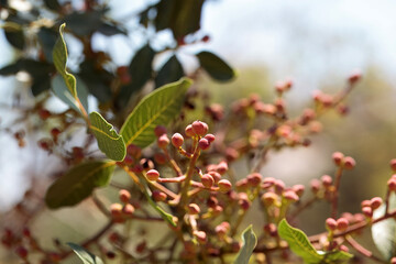 Fruits and foliage of a terebinth, Pistacia terebinthus