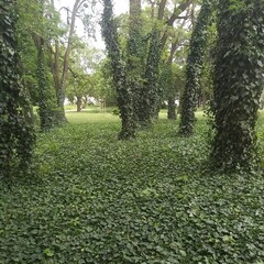 green ivy on the trees © MeAnn Rū