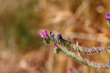 Inflorescence of the echium Echium sabulicola