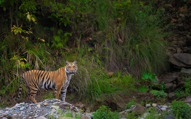 Royal Bengal Tiger standing alert in lush green forest of Dhikala, Jim Corbett National Park,...