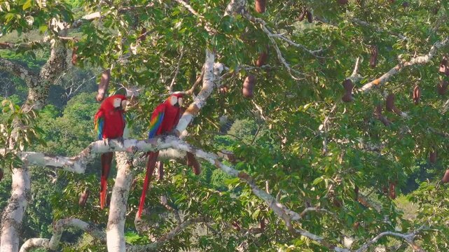 Scarlet Macaw pair perched on a branch of an Az&uacute;car Huayo tree in Tambopata, Peru, with one bird continuing to preen its feathers while the other remains alert in the canopy.