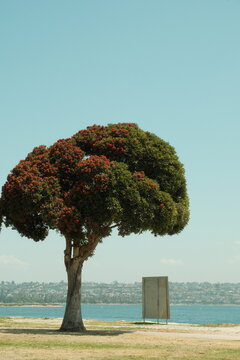 Cool flowering tree with red flowers on half, alongside walkway in Crown Point pacific beach in summer