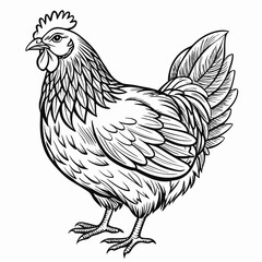 vector illustration of a chicken
