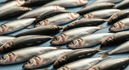 Fototapeta premium Fresh raw sardines arranged on a blue surface. Seafood for healthy eating and culinary illustration. Ingredient concept for cooking.