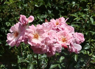 pretty pink rose in a garden close up