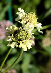 yellow flowers of Cephalaria giganthea plants close up
