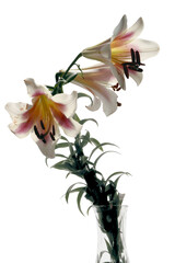 pretty colorful lilies isolated close up