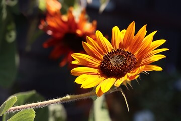 pretty sunflowers close up