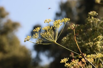 Foeniculum Vulgare-Umbekliferae Family close up