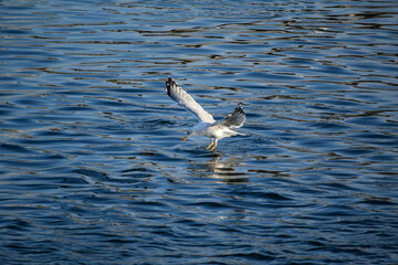 Vuelo de la gaviota 