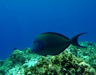 Fototapeta premium A fish swimming near a coral reef