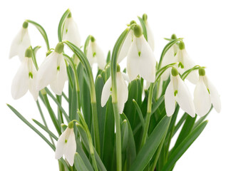 Snowdrop flowers Galanthus nivalis isolated on white background