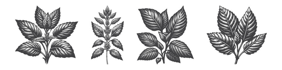 Vintage Hand-Drawn Lemon Balm Illustration, Aromatic Herb Engraved Vector for Garden and T-Shirt Design