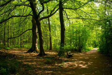 Einsame Holzbank auf einer sonnigen Lichtung am Wegrand im Wald