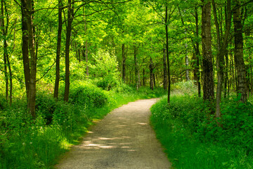 Traumhafter Waldweg schlängelt sich durch das Grün des Waldes