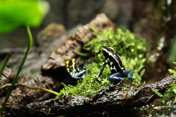 Pair of Dyeing Poison Frog among grass . Blue dart frog, Dendrobates tinctorius in terrarium. Poisonous tropical frog.