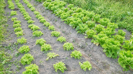 Photo of an organic vegetable farm, selective focus.