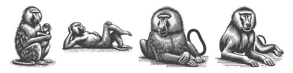 Obraz premium Vintage Hand-Drawn Baboon Lying Down with Relaxed Pose Illustration, Primate Animal Engraved Vector for Wildlife and T-Shirt Design
