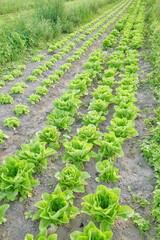 Photo of an organic vegetable farm, selective focus.