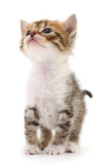 Cute striped kitten looking up isolated on white background