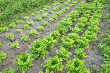 Photo of an organic vegetable farm, selective focus.
