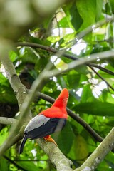 andean cock of the rock, in the wildvof Jardin de Antioquia, Colombia