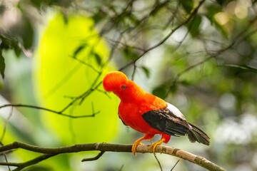 andean cock of the rock, in the wildvof Jardin de Antioquia, Colombia