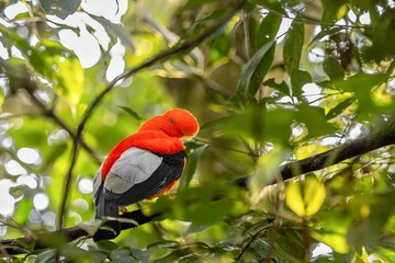 andean cock of the rock, in the wildvof Jardin de Antioquia, Colombia