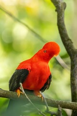andean cock of the rock, in the wildvof Jardin de Antioquia, Colombia