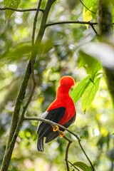 andean cock of the rock, in the wildvof Jardin de Antioquia, Colombia