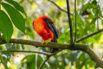 andean cock of the rock, in the wildvof Jardin de Antioquia, Colombia
