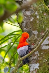andean cock of the rock, in the wildvof Jardin de Antioquia, Colombia