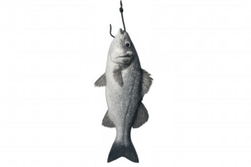 Freshly caught fish hanging on a hook, isolated on transparent background, ideal for fishing and seafood themes