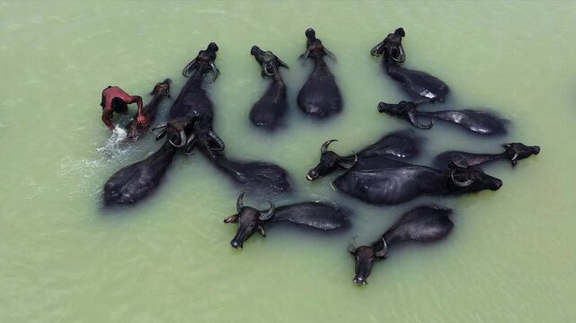 Bogura, Bangladesh - 23 August 2025: Aerial view of water buffaloes submerged in the river, showcasing the dark forms against the light green water surface.
