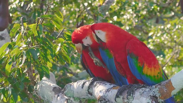 Scarlet Macaw Pair Perched with One Scratching in Tambopata, Peru, Aerial Telephoto Close Up