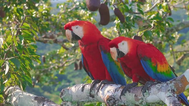 Scarlet Macaw Pair Perched with One Yawning in Tambopata, Peru, Aerial Telephoto Close Up