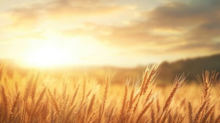 Obraz premium Golden wheat field at sunrise with warm sunlight and soft clouds