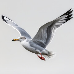 Fototapeta premium Seagull soars gracefully with wings spread against a neutral backdrop