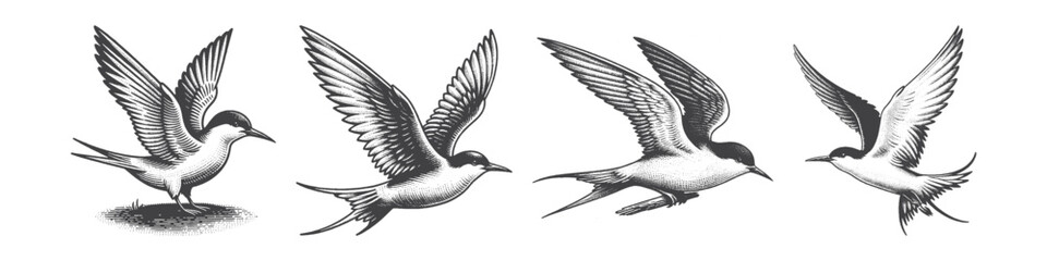 Obraz premium Vintage Hand-Drawn Tern Illustration, Seabird Bird Engraved Vector for Coastal and T-Shirt Design