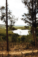 Obraz premium tree in the mountains